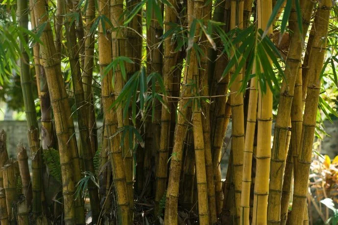 Camisetas ecológicas de viscosa de bambú